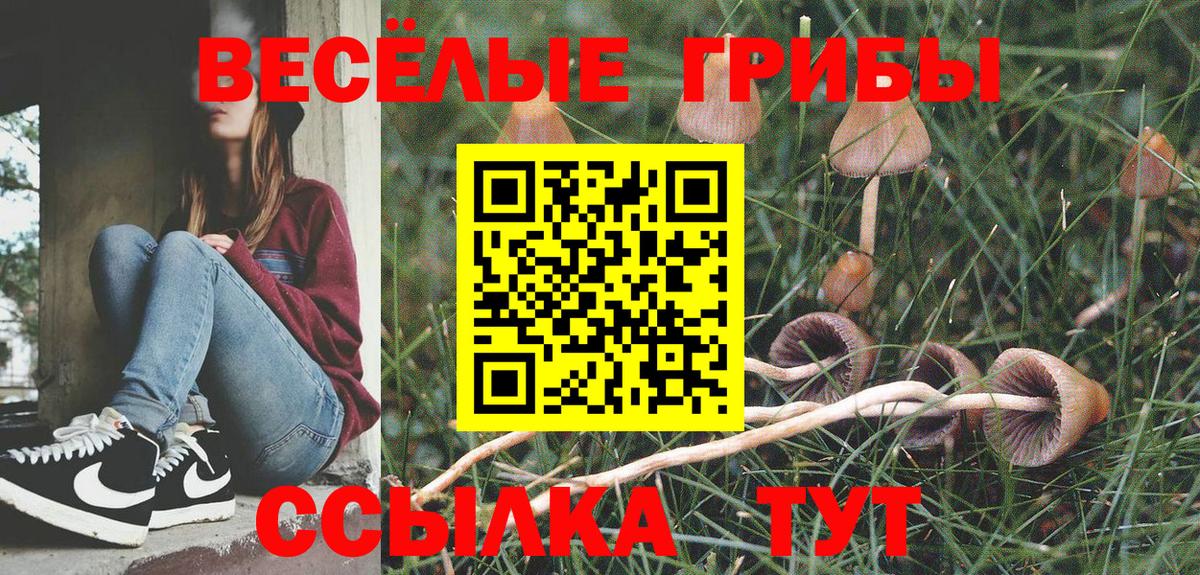 закладки  Вход с VPN  Пенза  Галлюциногенные грибы Psilocybe 